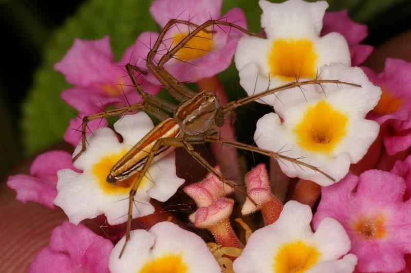 Oxyopes_quadrifasciatus_D7747_Z_89_North Stradbroke island_Australie.jpg